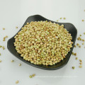 ALIBABA USED EXCLUSIVELYSweet Buckwheat (GF4)